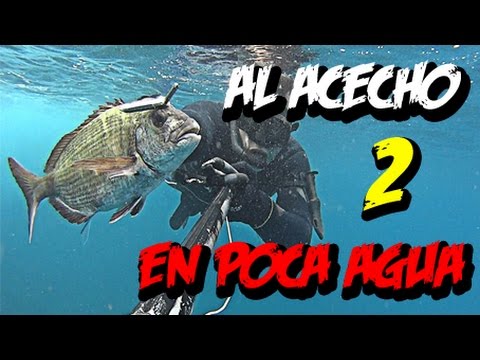 submarina visual Pesca submarina Al Aceho en poca agua, capitulo 2, dos Sargos MUTANTES y una buena barracuda.