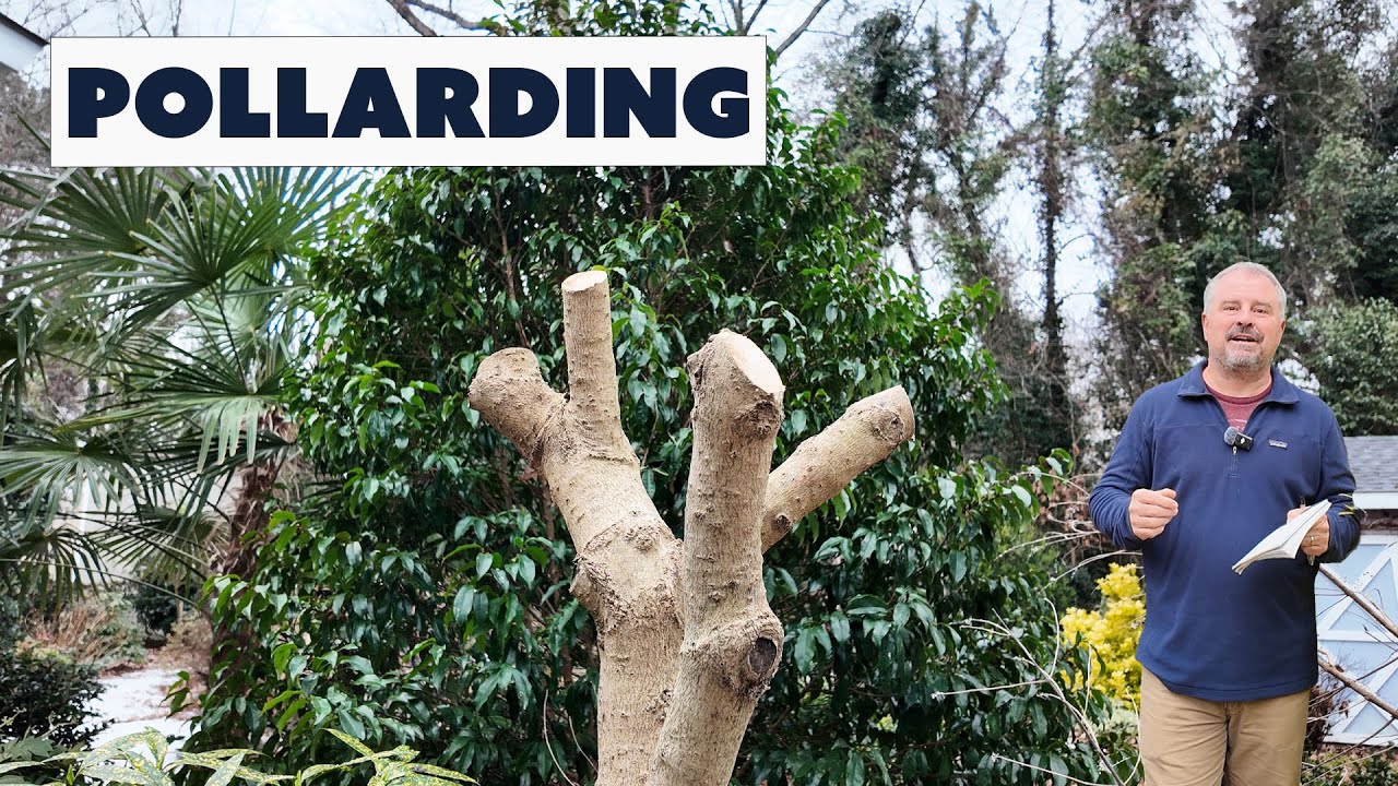 Еженедельный план работ Джима в саду — масштабная обрезка деревьев.