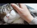 1日だけまるさんに会えたらしたいこと。-What I would do if I could meet Maru just for one day.-