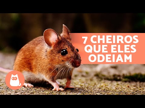 Vídeo: Algumas regras para se livrar de roedores. Como os excrementos de rato são diferentes dos excrementos de rato?