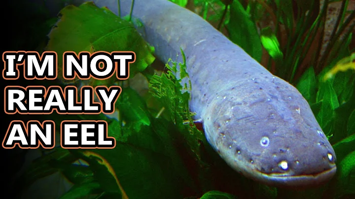 Electric Eel facts: shockingly fishy | Animal Fact Files