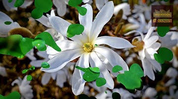 Karaoke Bác Ơi Thương Nhớ Nào Nguôi | Kép | NSƯT Vũ Linh |  TG : Trọng Nguyễn | Beat Ca Cổ