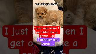 So cute #foryou #fyp #fypシ #shorts #poodle #puppy #pets #dog #doglover #toypoodle #funny #dogs #pet