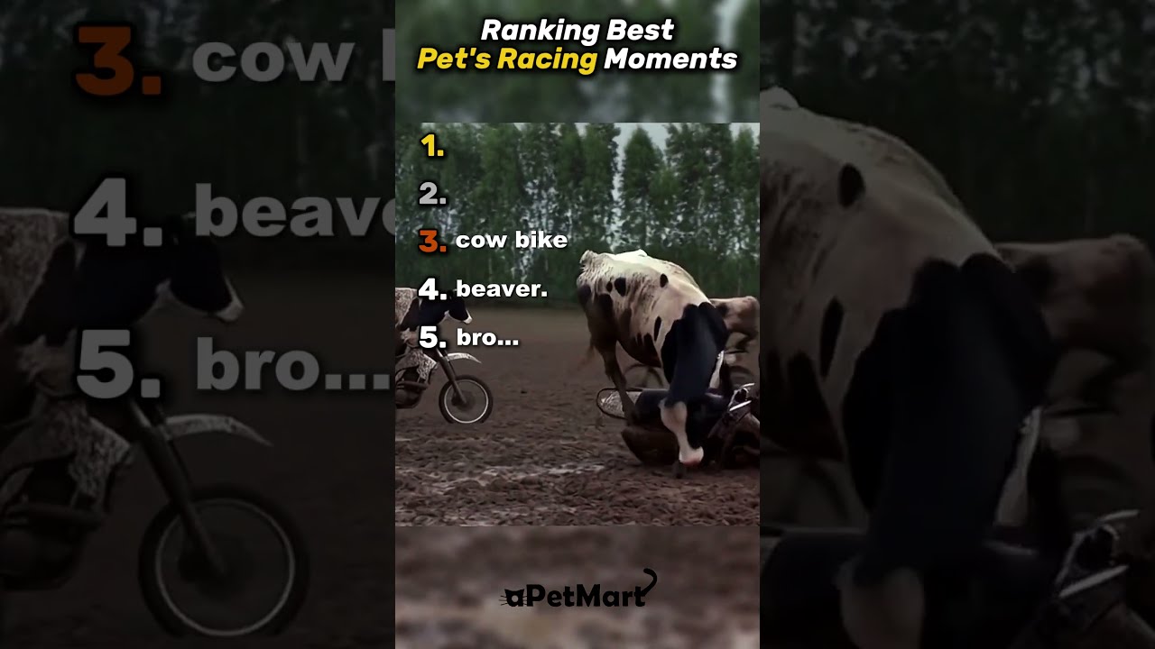 Top 5 Racers Cats Cat Funnyanimals Animals Funnypets Viral Catsofinstagram Fyp Pets Cute