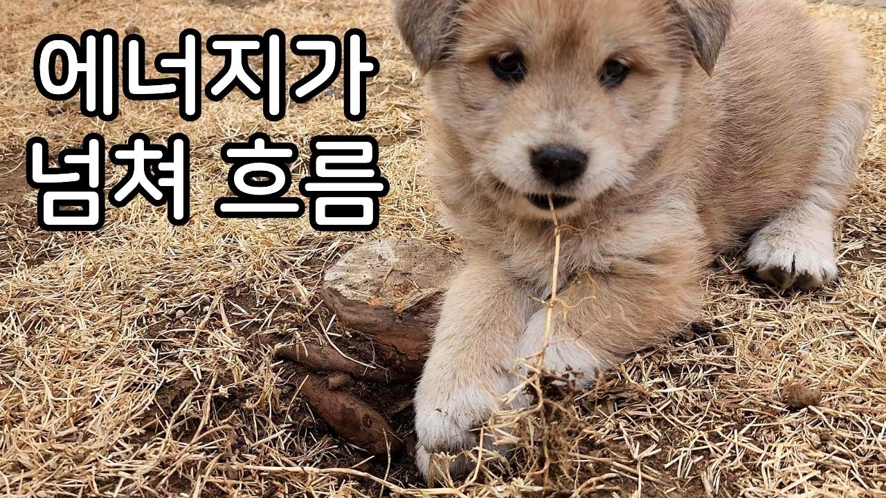이상하다... 비타민을 맞고 온 게 아닌데...
