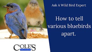 How To Tell Various Blue Birds Apart