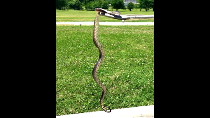 Snake surprise