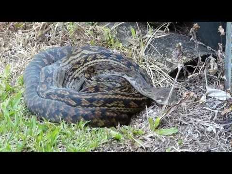 Amethystine Python Sunbathing in the Garden