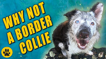 Why not get a Border Collie