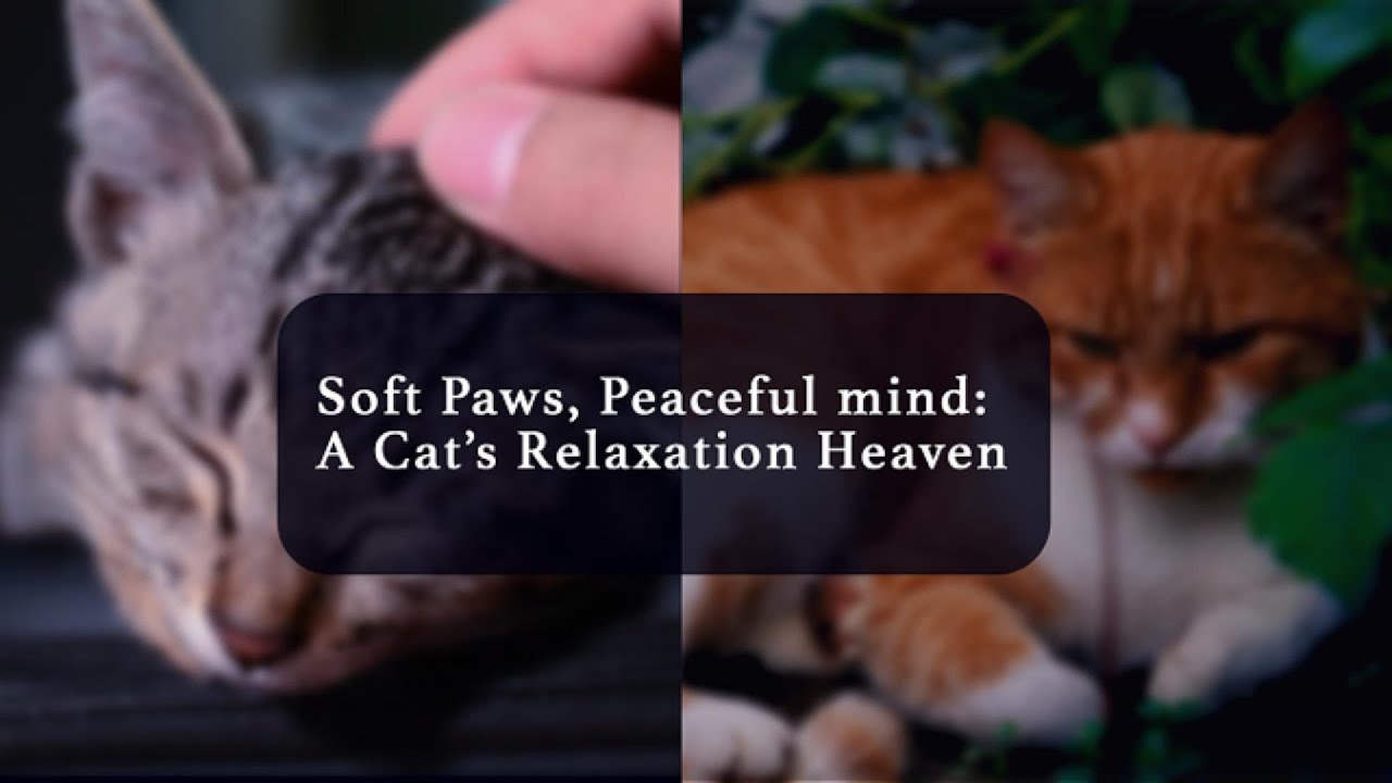 Relaxing Cat Videos – Soothing Music & Calming Sounds