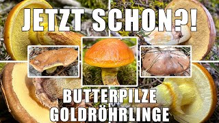 Jetzt schon Butterpilze & Goldröhrling?! Typische FrühstarterRöhrlinge aus Oberbayern | Suillus