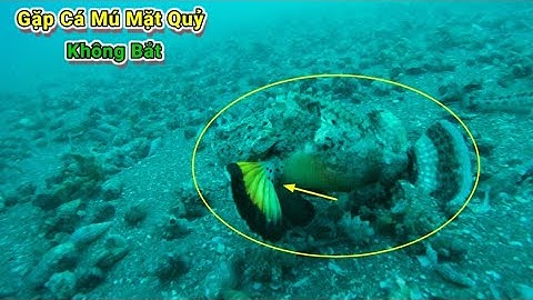 Lặn Biển Bắt Hải Sản Giá Trị Cao_Bội Thu Quá Ổn Cho Anh Em Thợ Lặn /Tập 144 #lặnbắthảisản #lặnbiển