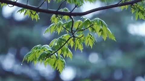 الفاتحة وخواتيم سورة الذاريات. من صلاة المغرب. مسجد السوق في قلقيلية. الشيخ سعيد ملحم القلقيلي