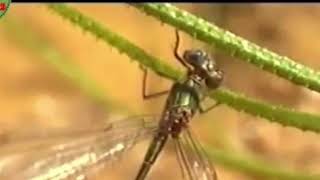 Plantas Carnívoras  Documental