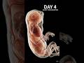 How a Chick Develops Inside an Egg #shorts #youtubeshorts #shortvideo #science