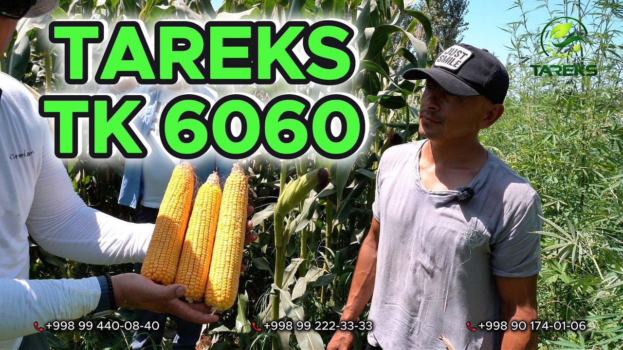 Tareks TK 6060 2026 гибрид маккажухори уруғи +998 99 888-97-77