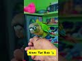 Green Chick Conure ll nIkki the bird ll New Pet #petlovers #conurebirds