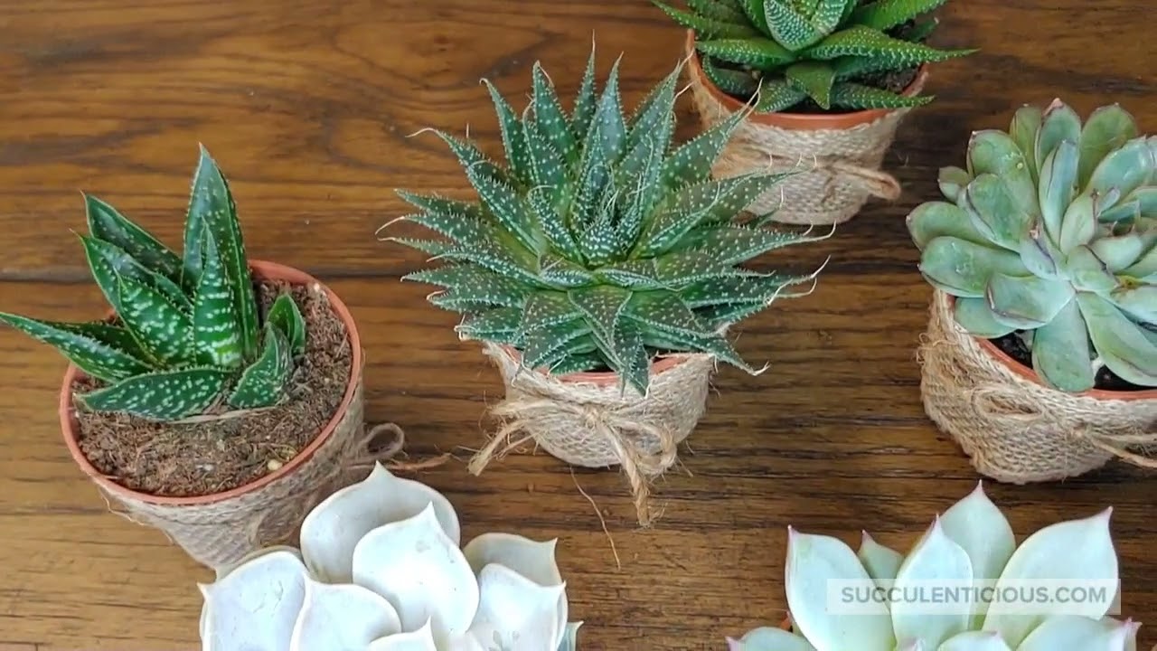 Succulent pants with burlap wrapping YouTube