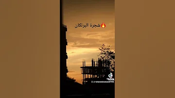 شجرة البرتكان 