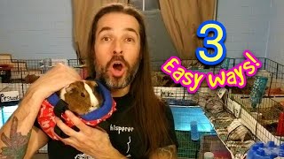 3 Easy Ways to Pick Up Your Guinea Pigs!