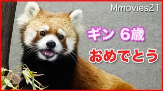 レッサーパンダ　ギン　6歳の誕生日 Red Panda　Gin