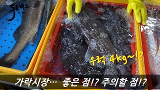 가락시장(강동수산) 어떤 수산물이 있을까요? 이점은 주의하세요 !!!