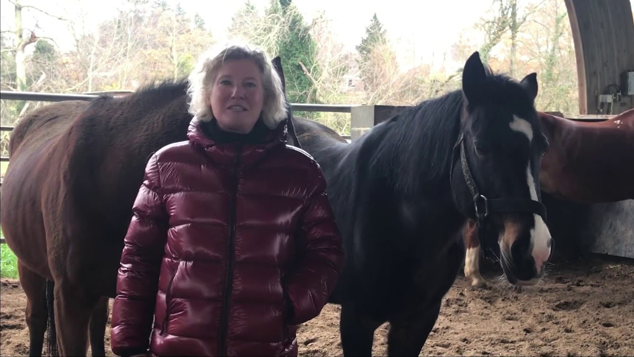 Expérimentez le cheval autrement • coaching assisté par les chevaux• confiance, respect et connexion