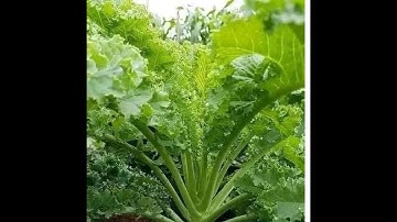 Hạt giống cải xoăn ,cải kale dễ trồng, trồng một lần thu hoạch lâu dài là giống cải nhiều dinh dưỡng