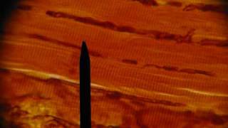 Histology of the Skin & Muscle Tissues; Anatomy; Integument; Professor Fink