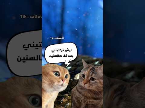 عذر اقبح من الذنب 96 Cat قطط ترند القطة Catlover