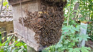 If you feel like the trap box is hard to fill with wild bees, try this method, guaranteed to be s...