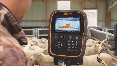 Gallagher TW scales | How to weigh animals