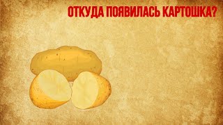 Откуда появилась картошка?