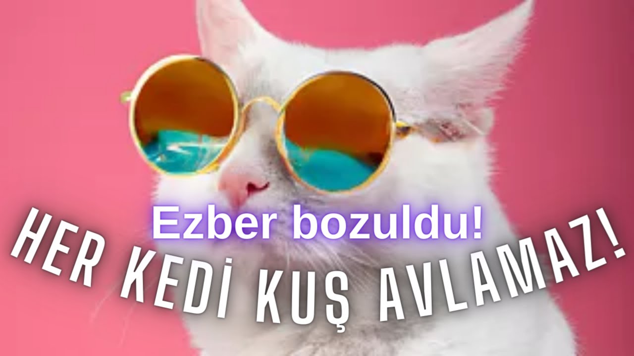Not All Cats Hunt Birds Her Kedi Ku Avlamaz YouTube not-all-cats-hunt-birds-her-kedi-ku-avlamaz-youtube
