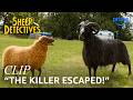 Lily & the Other Sheep Begin Their Muder Investigation | The Sheep Detectives | Clip | Prime Video