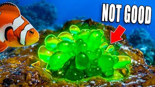 Bubble Algae Takes Over Salt Water Aquarium! Now What!?