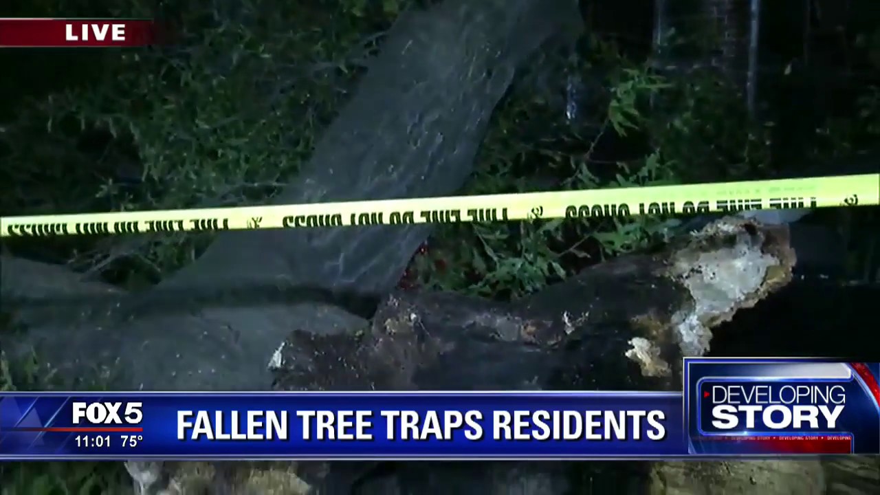 Two Forest Park women trapped by fallen tree - YouTube