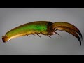 Stephanorrhina julia scarab claw [Microscopic view]