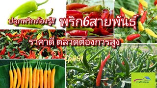 พริก6สายพันธุ์ ยอดนิยม ตลาดต้องการสูง Ep#91