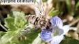 Les abeilles, les insectes pollinisateurs essentiels ile ilgili video