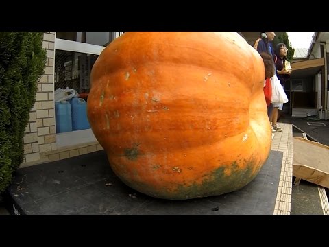 超巨大カボチャ 224kg がいにビックリたまげた大会 ビックリ賞 Youtube 超巨大カボチャ 224kg がいにビックリたまげた大会 ビックリ賞 Youtube