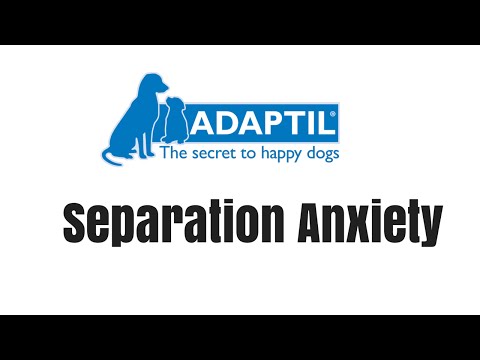 separation-anxiety