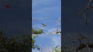 Real Hawk Sounds | High Quality | Terrifying Hawk Sound Experience! | 4K #shorts Real Hawk Sounds | High Quality | Terrifying Hawk Sound Experience! | 4K #shorts