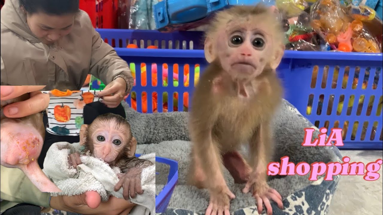 Monkey Lia and Mom Go Shopping Together and Girl Helps Monkey Escape ...