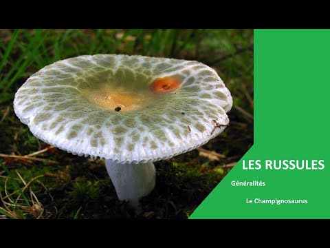 Vidéo: Famille Russula. champignons lactiques