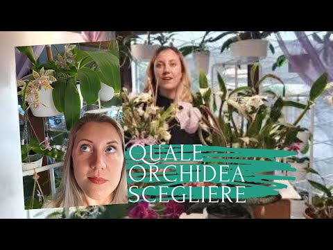 Video: Che Tipo Di Orchidea Scegliere Per La Casa