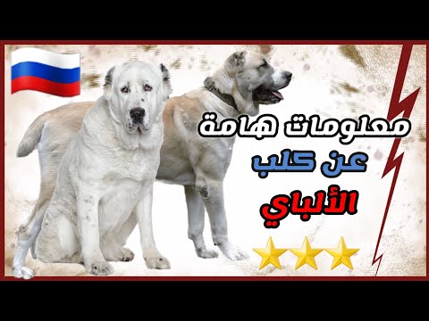 فيديو: كيف تحافظ على كلب من سلالة ألباي