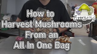 Harvesting Mushrooms From An Unmodified All In One Grow Bag