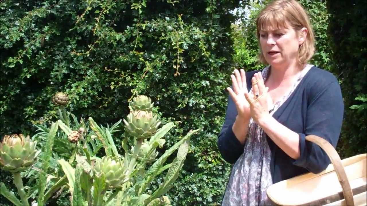 How to Plant, Grow & Care for Artichokes | Sarah Raven