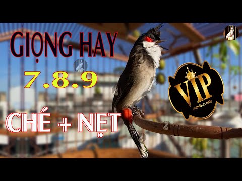 Video Kích Chào Mào Bổi Hót.Luyện Giọng CHÀO MÀO GIA LAI Cực... - youtube